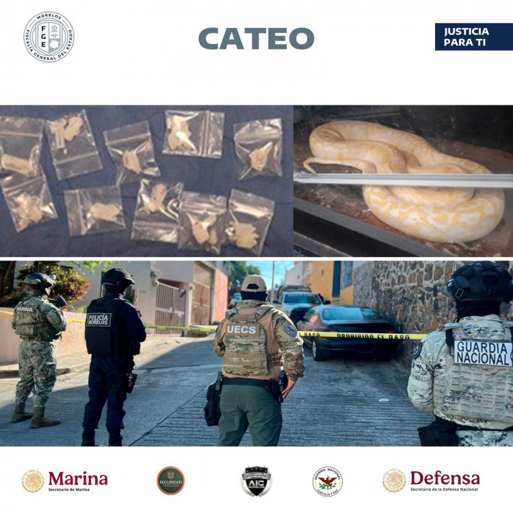 En cateo, aseguran animales exóticos,  vehículos, estupefacientes y caen dos