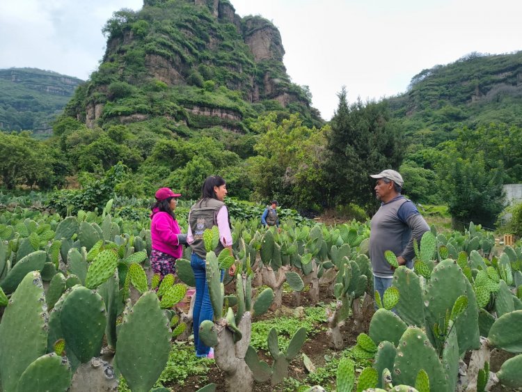 Habrá apoyos a nopaleros y aguacateros por las lluvias