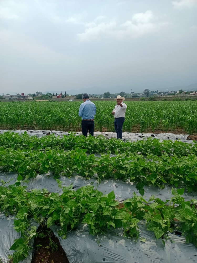 Habrá apoyos a nopaleros y aguacateros por las lluvias