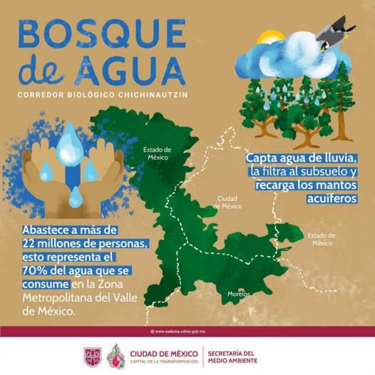 Ya hay nuevo diagnóstico   sobre el bosque de agua