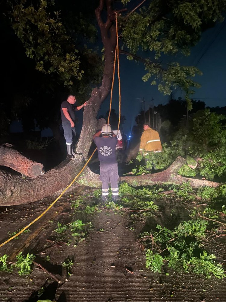 Sucumben árboles por el agua y viento en Yautepec