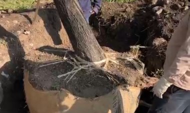 Restauran árboles retirados de manera ilegal en la capital