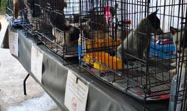Aseguraron a mascotas ilegalmente  en venta en vía pública de Cuautla