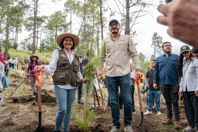 Realizan reforestación en favor del bosque de agua