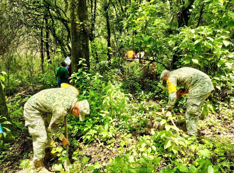 Cuernavaca fortalece su compromiso  ambiental; reforestación en Ocotepec
