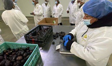 Participará Morelos en la Feria Fruit Attraction 2025 en Madrid