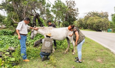 Secretaría de Desarrollo Sustentable  dio apoyo a yegua herida en Tepoztlán