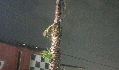 Se quemó una palmera en Civac por un cortocircuito