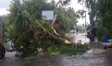 Caída de árboles y encharcamientos por  las lluvias; alerta de más caída de agua