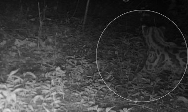 Confirman presencia del felino  margay en Sierra Monte Negro