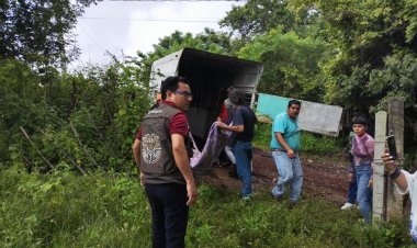 Equino muy mal herido en alambre  de púas en Tepoztlán fue rescatado