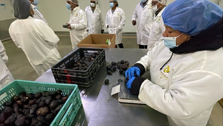 Participará Morelos en la Feria Fruit Attraction 2025 en Madrid