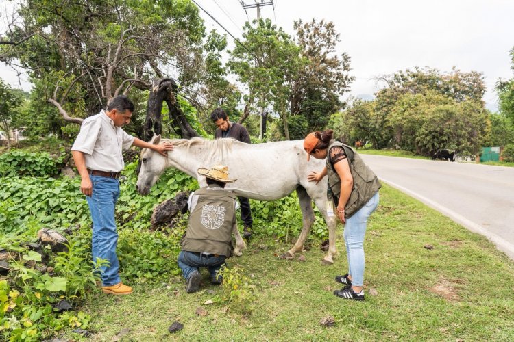 Secretaría de Desarrollo Sustentable  dio apoyo a yegua herida en Tepoztlán