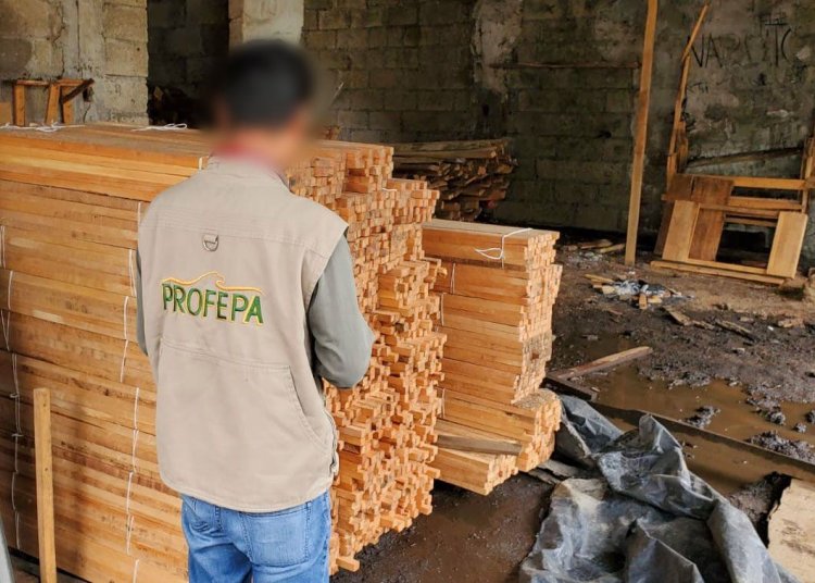 Desmanteló un aserradero ilegal en Huitzilac Profepa