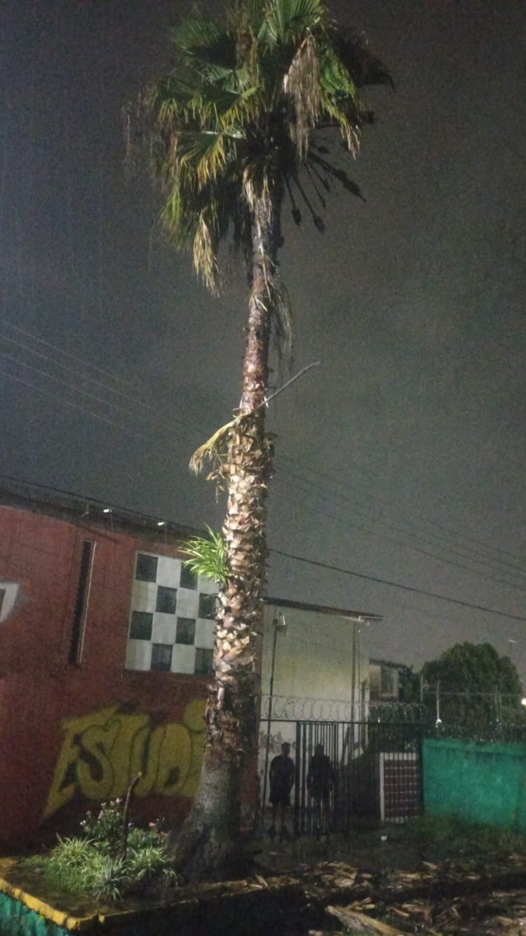 Se quemó una palmera en Civac por un cortocircuito