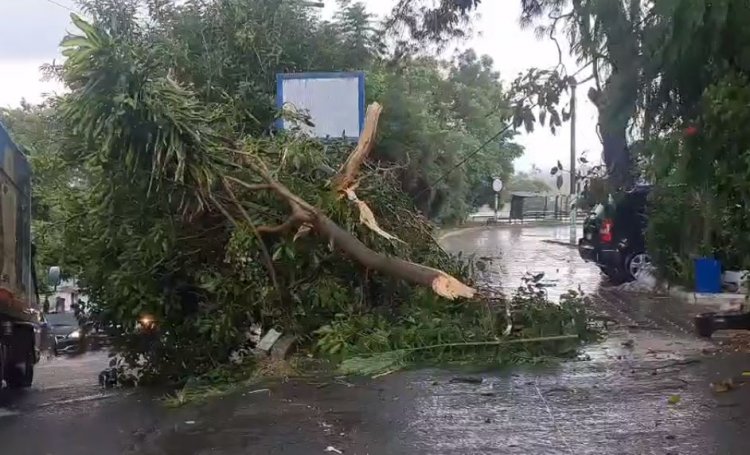 Caída de árboles y encharcamientos por  las lluvias; alerta de más caída de agua