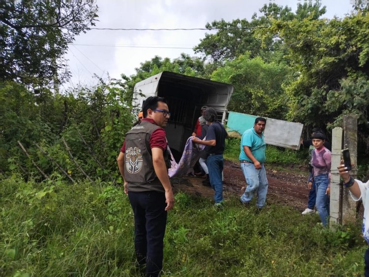 Equino muy mal herido en alambre  de púas en Tepoztlán fue rescatado