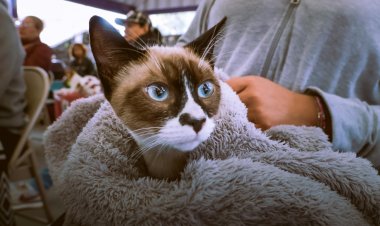 Cuernavaca se sumó a jornada de  esterilización en América Latina