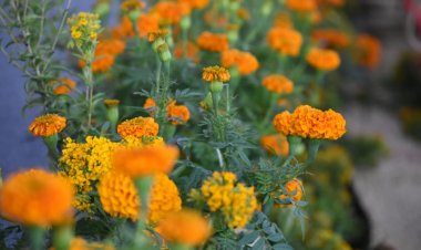 Exhortan a comprar flor de cempasúchitl de la entidad