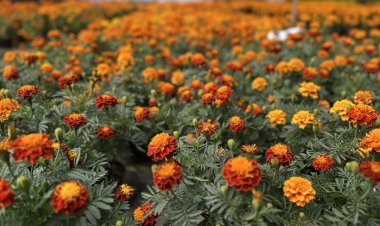 Competencia desleal Vs.  flor de cempasúchil local