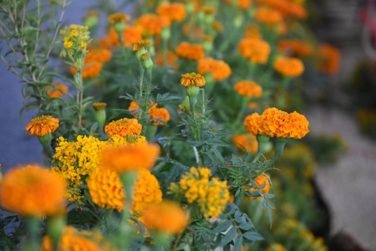 Exhortan a comprar flor de cempasúchitl de la entidad