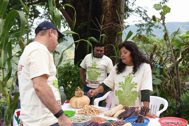 Participa CIByC en conservación de maíces nativos con comunidades