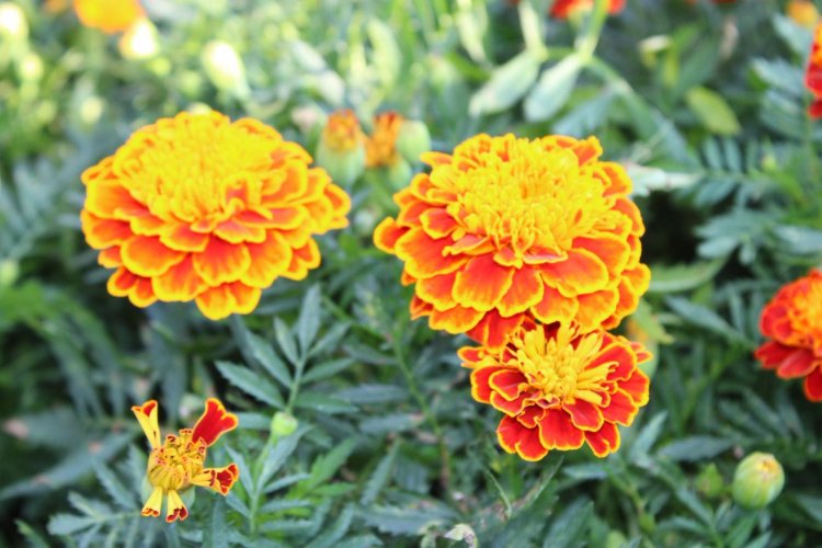 Flores del vivero municipal dan  color y tradición a Cuernavaca