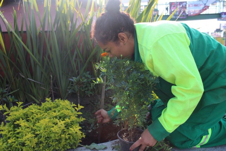 Flores del vivero municipal dan  color y tradición a Cuernavaca