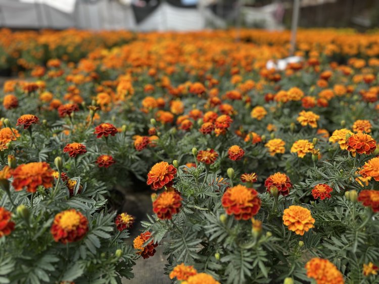 Competencia desleal Vs.  flor de cempasúchil local