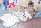 Novena entrega de paquetes de  gallinas ponedoras en Jojutla