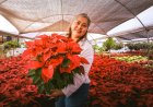 Cuernavaca impulsa producción  local de flores de las nochebuena
