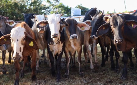 Concreta décima entrega de apoyos  Jiutepec para el sector agropecuario