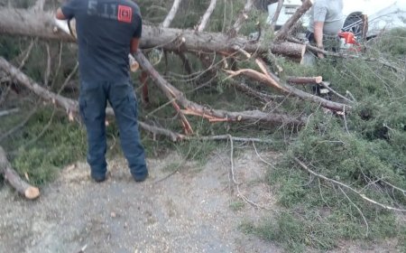 Intervienen bomberos luego de 2 árboles destrozados por vientos
