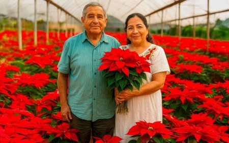 Comienza la temporada de venta de flor de Nochebuena