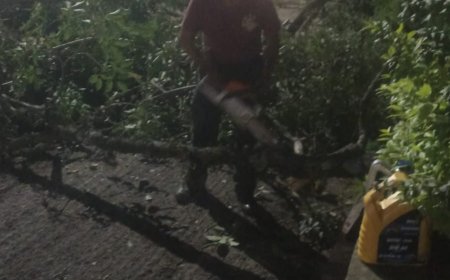 Se vino abajo árbol en Las Fuentes; personal de Jiutepec fue al apoyo