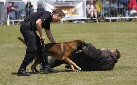 Entrenamiento de EUA a perros policías del estado