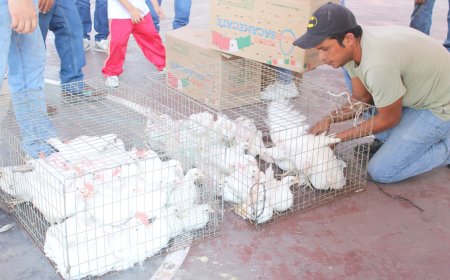 Novena entrega de paquetes de  gallinas ponedoras en Jojutla