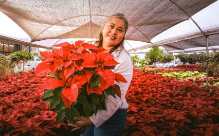 Cuernavaca impulsa producción  local de flores de las nochebuena
