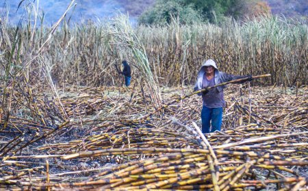 Un nuevo capítulo en la tradición  cañera en Morelos con zafra 2025