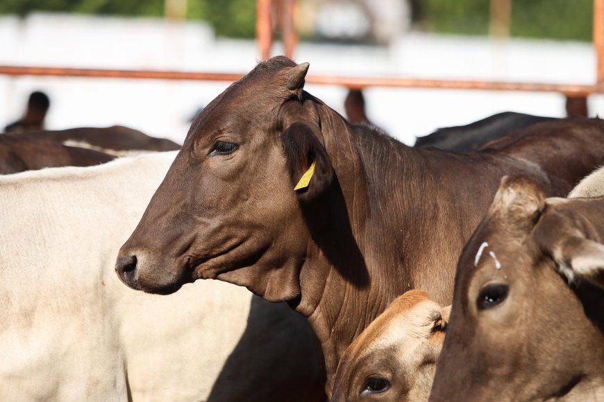Concreta décima entrega de apoyos  Jiutepec para el sector agropecuario