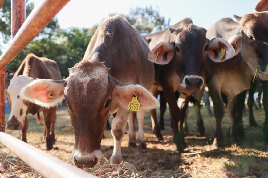 Concreta décima entrega de apoyos  Jiutepec para el sector agropecuario