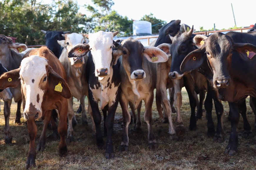 Concreta décima entrega de apoyos  Jiutepec para el sector agropecuario