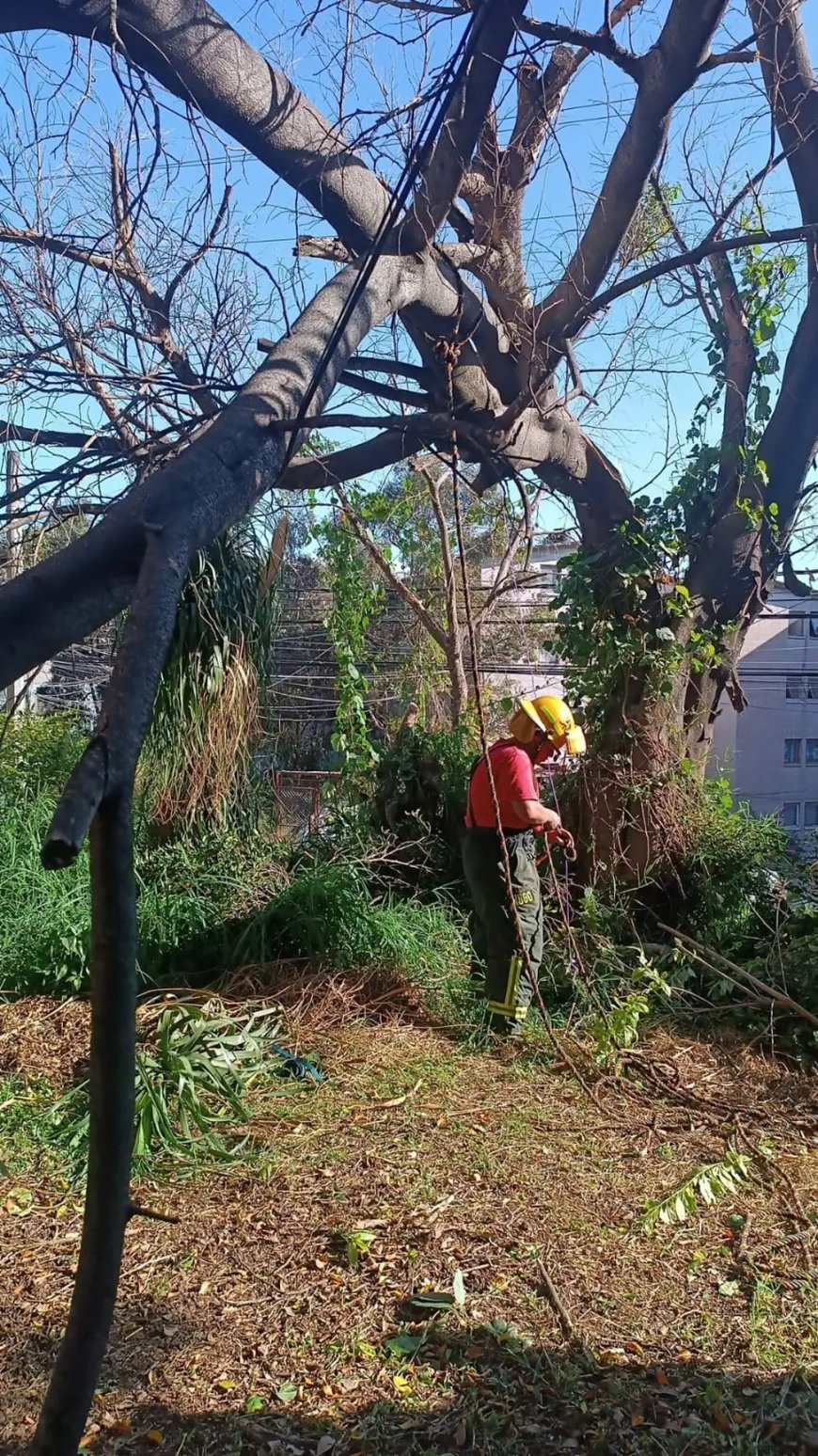 Intervienen bomberos luego de 2 árboles destrozados por vientos