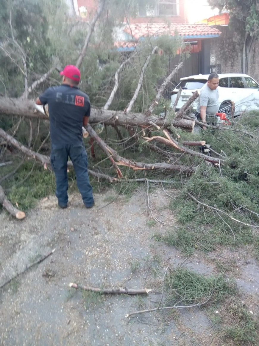 Intervienen bomberos luego de 2 árboles destrozados por vientos
