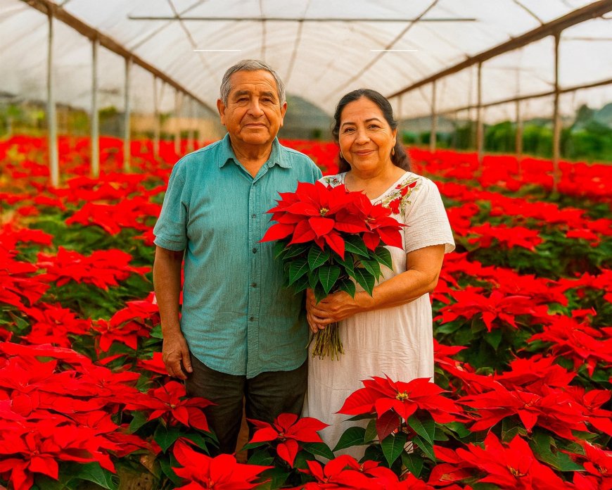 Comienza la temporada de venta de flor de Nochebuena