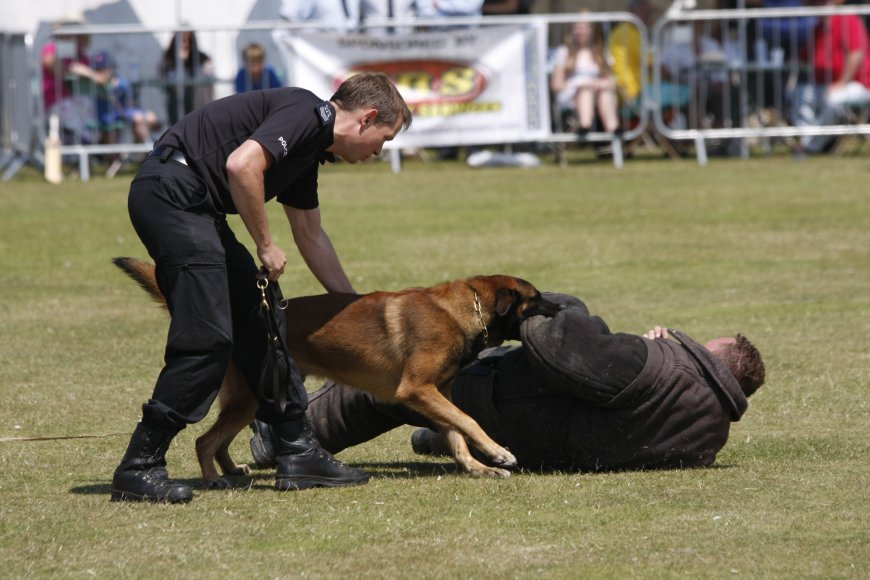 Entrenamiento de EUA a perros policías del estado