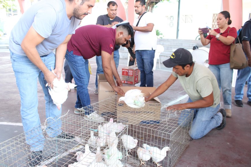 Novena entrega de paquetes de  gallinas ponedoras en Jojutla