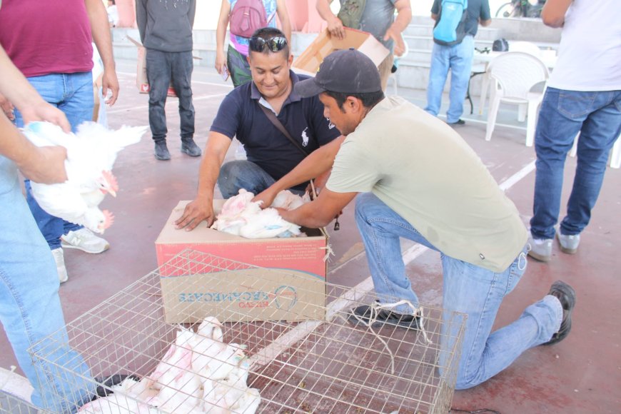 Novena entrega de paquetes de  gallinas ponedoras en Jojutla