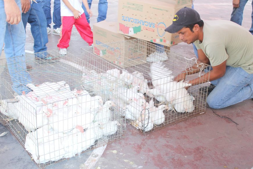 Novena entrega de paquetes de  gallinas ponedoras en Jojutla