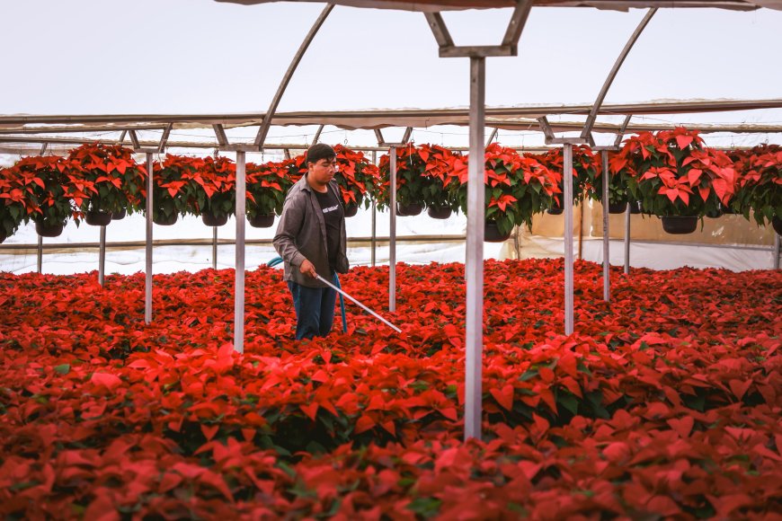 Cuernavaca impulsa producción  local de flores de las nochebuena